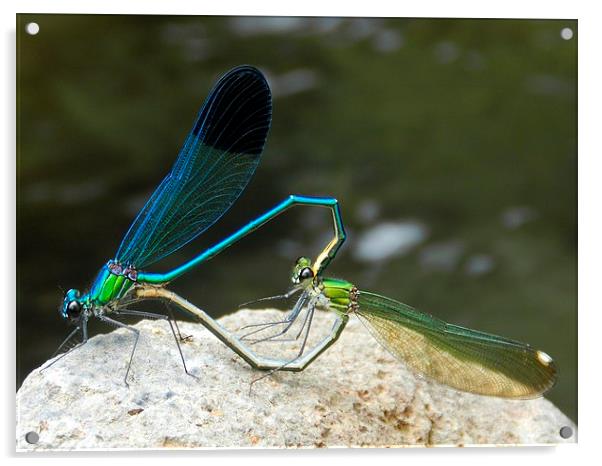 dragonflys Acrylic by Sapir Porat