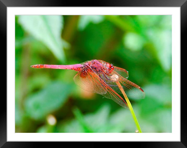 pink dragonfly Framed Mounted Print by Sapir Porat