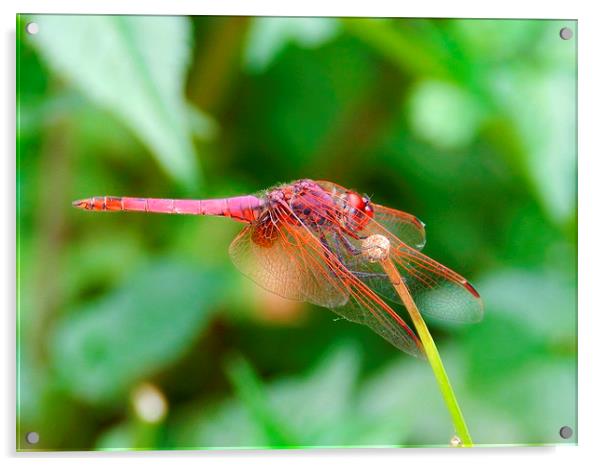 pink dragonfly Acrylic by Sapir Porat