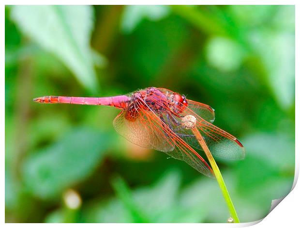 pink dragonfly Print by Sapir Porat