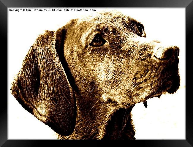 Vizsla dog breed Framed Print by Sue Bottomley