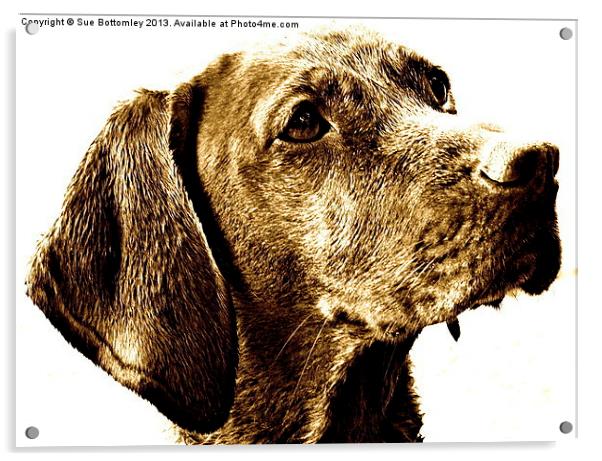 Vizsla dog breed Acrylic by Sue Bottomley