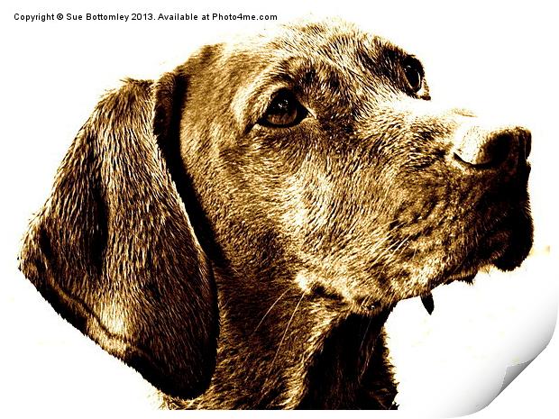 Vizsla dog breed Print by Sue Bottomley