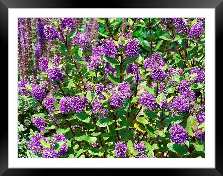 Purple Hebe Framed Mounted Print by Stephen Cocking