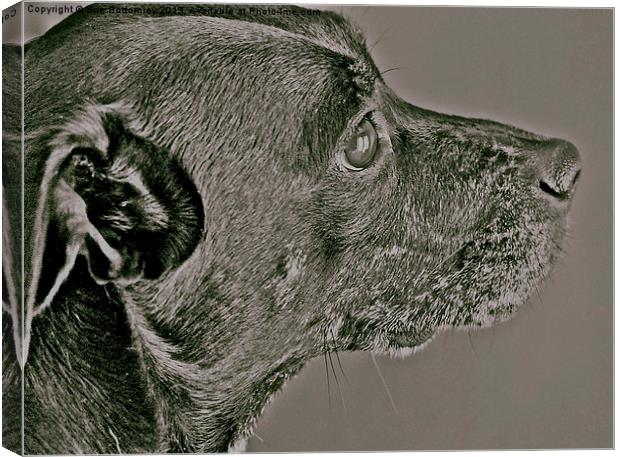 Staffy/Whippet Cross Canvas Print by Sue Bottomley