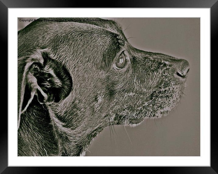 Staffy/Whippet Cross Framed Mounted Print by Sue Bottomley