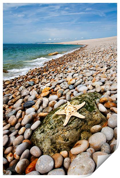 Chesil Beach Starfish Print by Graham Custance