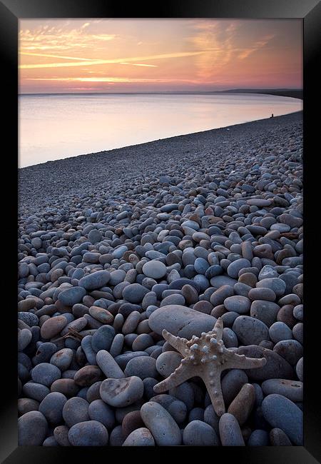 Chesil Beach Starfish Framed Print by Graham Custance