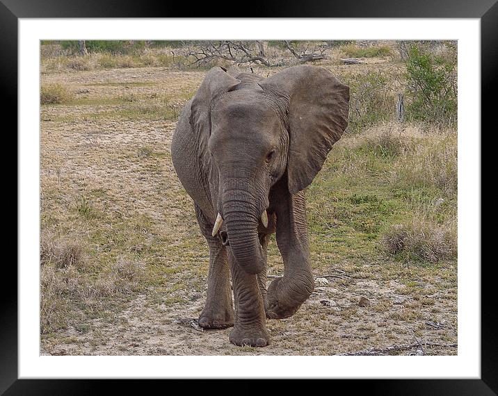 Young Elephant Framed Mounted Print by colin chalkley