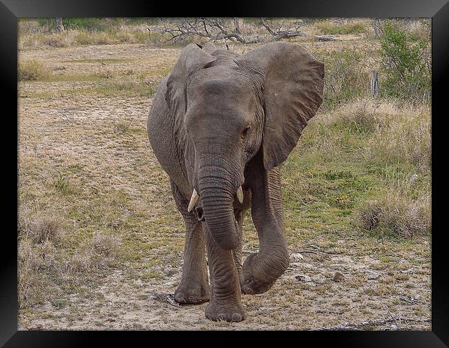 Young Elephant Framed Print by colin chalkley