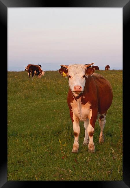 Cow in a field Framed Print by Paul Brewer