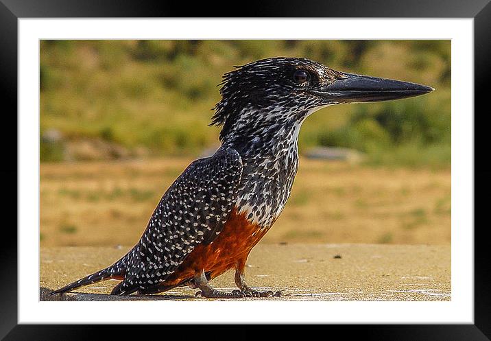 Giant Kingfisher - South Africa Framed Mounted Print by colin chalkley