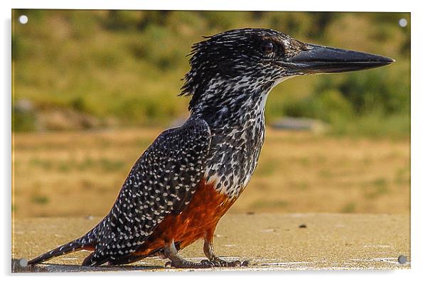 Giant Kingfisher - South Africa Acrylic by colin chalkley