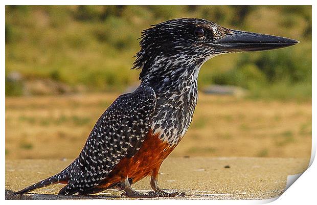 Giant Kingfisher - South Africa Print by colin chalkley
