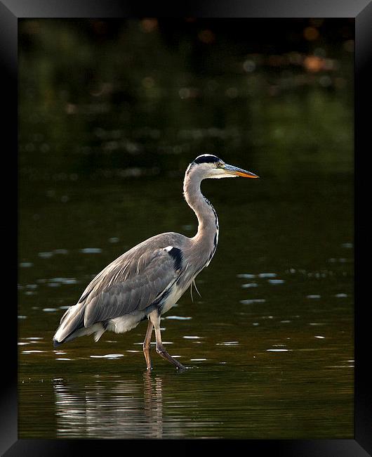 Grey Heron Stalking. Framed Print by Paul Scoullar