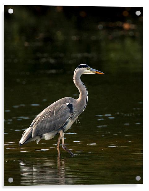 Grey Heron Stalking. Acrylic by Paul Scoullar