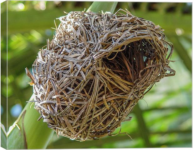 The nest of a weaver bird - Mauritius Canvas Print by colin chalkley