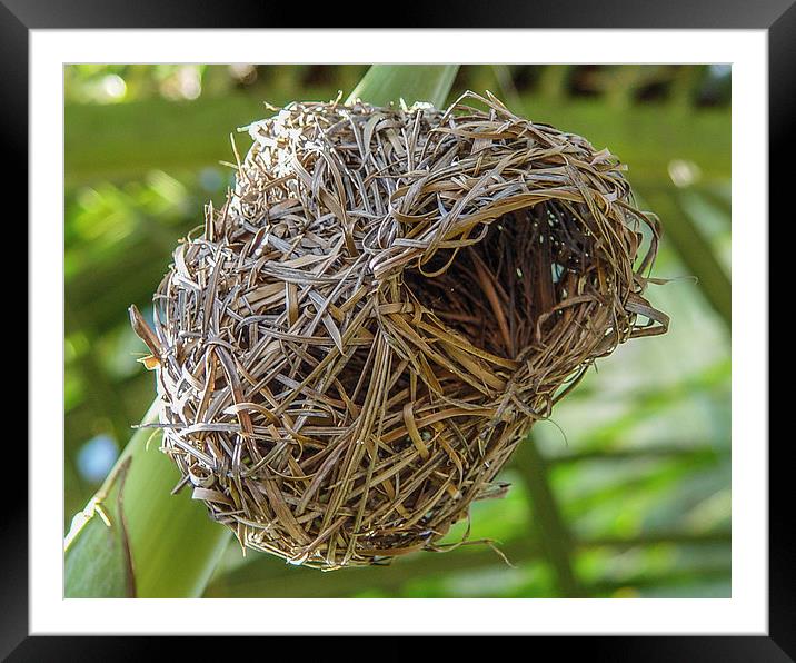 The nest of a weaver bird - Mauritius Framed Mounted Print by colin chalkley