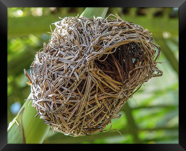 The nest of a weaver bird - Mauritius Framed Print by colin chalkley