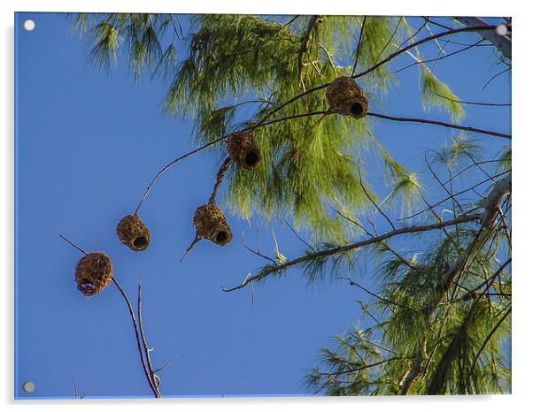 Collection of weaver bird nests Acrylic by colin chalkley