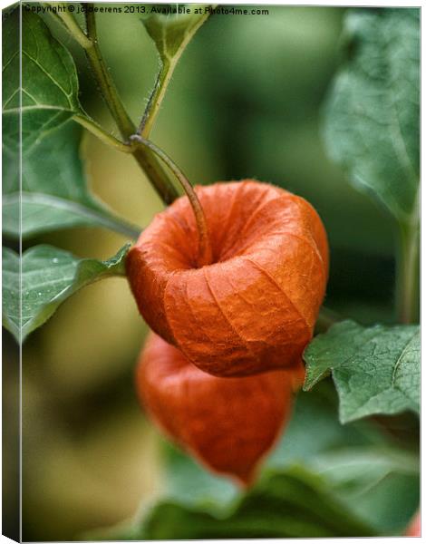chinese lantern flower Canvas Print by Jo Beerens