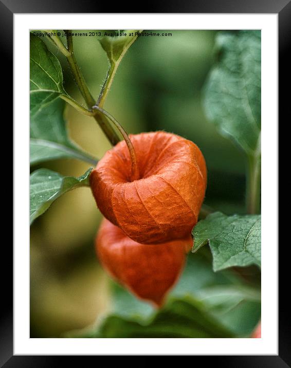 chinese lantern flower Framed Mounted Print by Jo Beerens