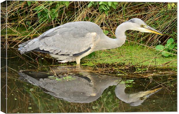 The patient hunter Canvas Print by Alan Sutton