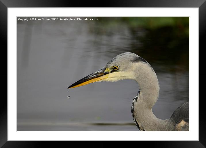Heron Portrait Framed Mounted Print by Alan Sutton