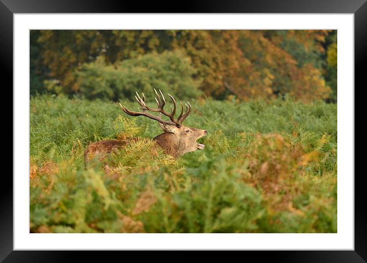 Autumn arrives Framed Mounted Print by Alan Sutton