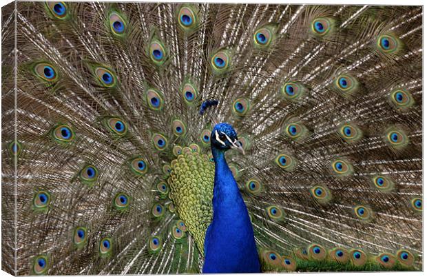 Proud As A Peacock Canvas Print by James Lavott