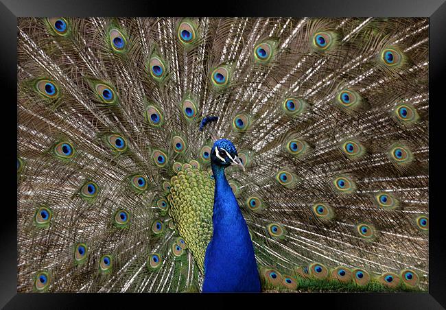 Proud As A Peacock Framed Print by James Lavott