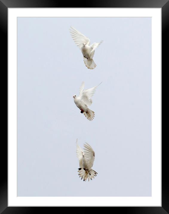 Three Doves Framed Mounted Print by Keith Campbell