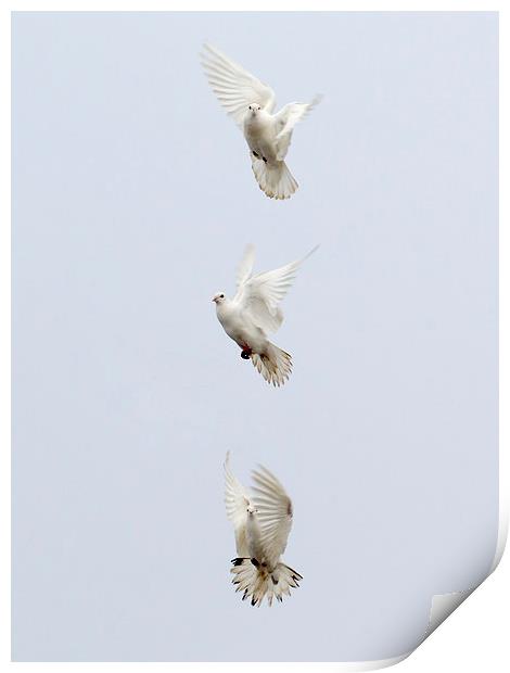 Three Doves Print by Keith Campbell