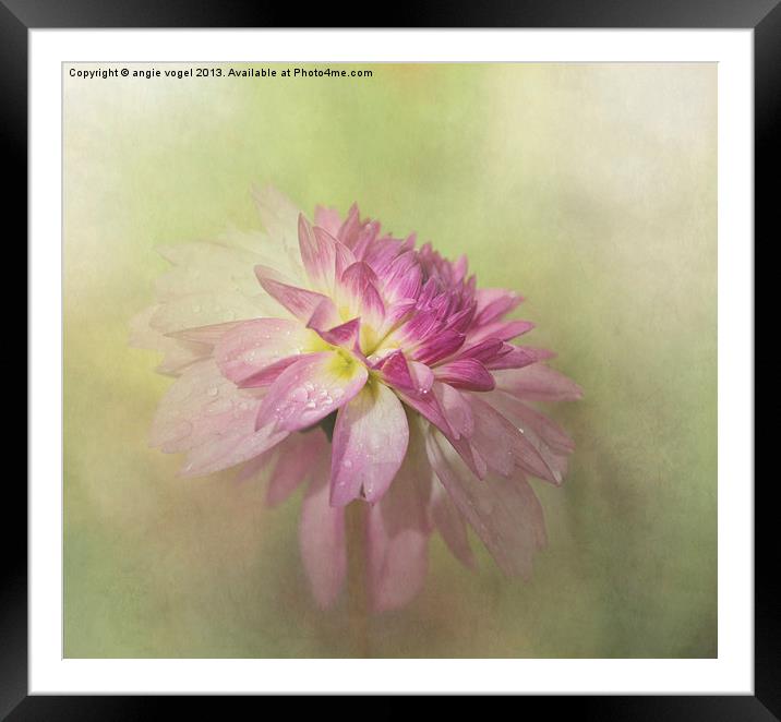 Dahlia Refreshed Framed Mounted Print by angie vogel