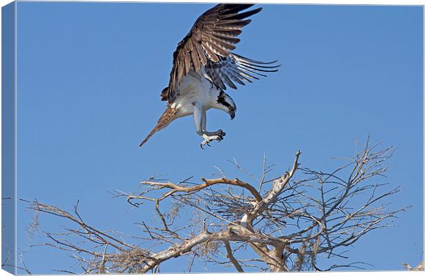 Coming In For A Landing Canvas Print by Anne Rodkin