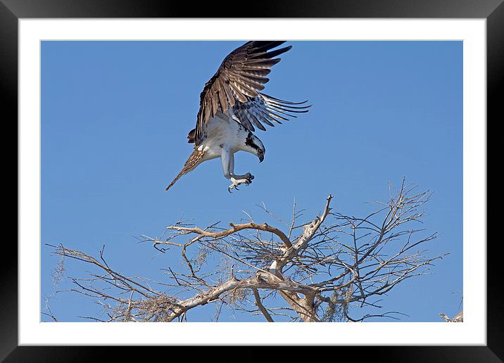 Coming In For A Landing Framed Mounted Print by Anne Rodkin