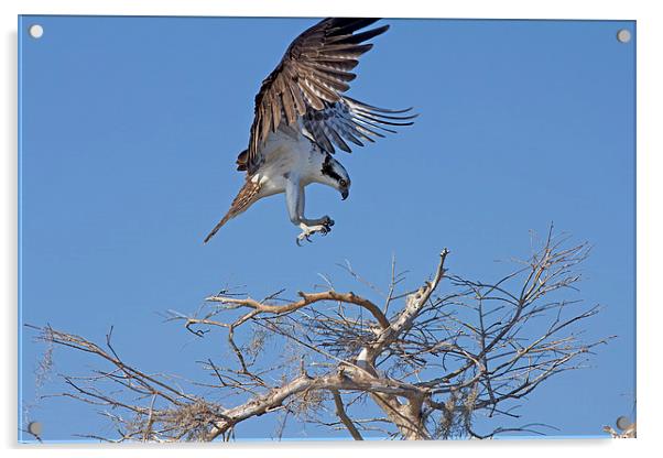 Coming In For A Landing Acrylic by Anne Rodkin