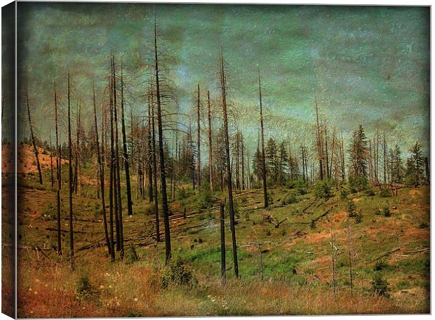 Burnt Forest Canvas Print by Mary Lane