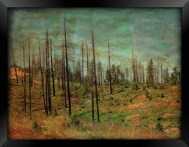 Burnt Forest Framed Print by Mary Lane