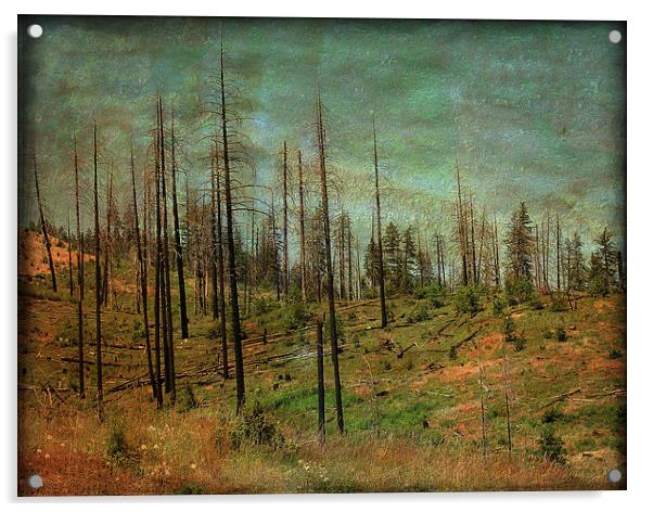 Burnt Forest Acrylic by Mary Lane