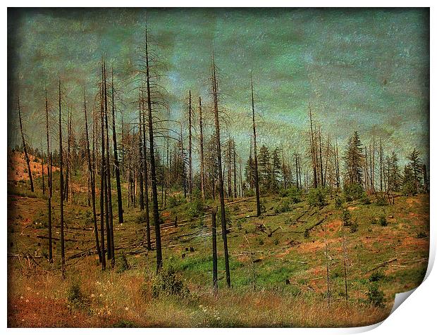 Burnt Forest Print by Mary Lane