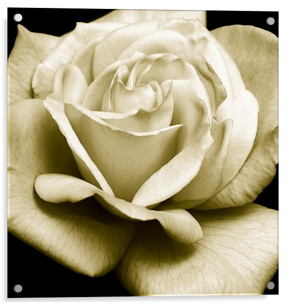 Glorious Rose Acrylic by james balzano, jr.