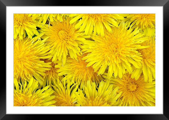 Common Dandelion Framed Mounted Print by Jim Alford