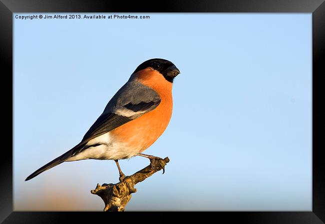 Bullfinch Framed Print by Jim Alford