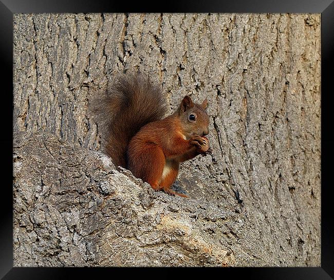 Red Squirrel Framed Print by Jim Alford