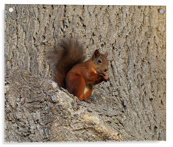 Red Squirrel Acrylic by Jim Alford