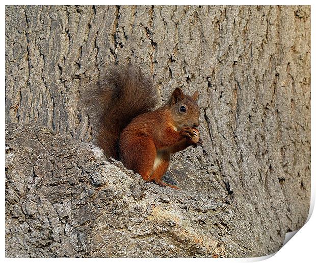 Red Squirrel Print by Jim Alford