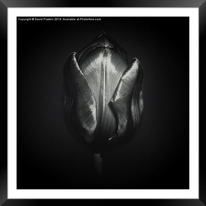 Black Tulip Framed Mounted Print by David Preston