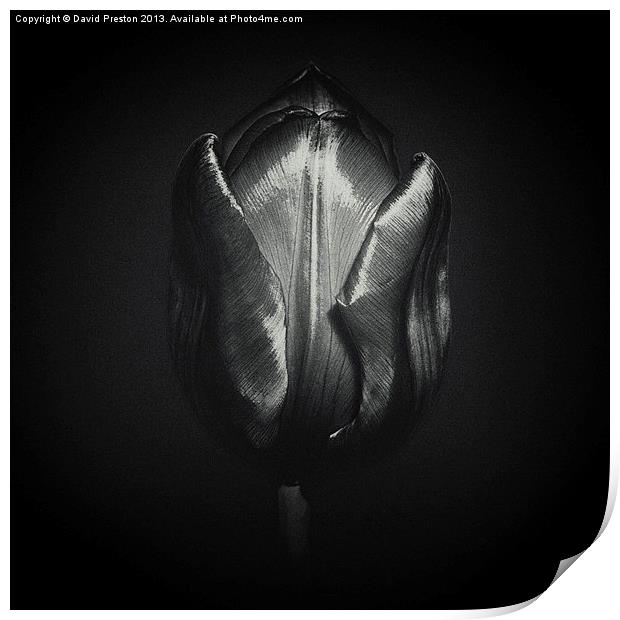 Black Tulip Print by David Preston