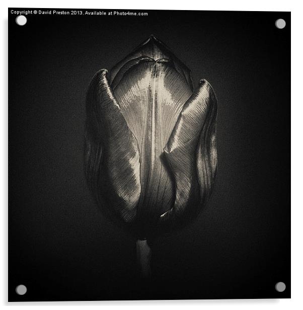 Silver Tulip Acrylic by David Preston